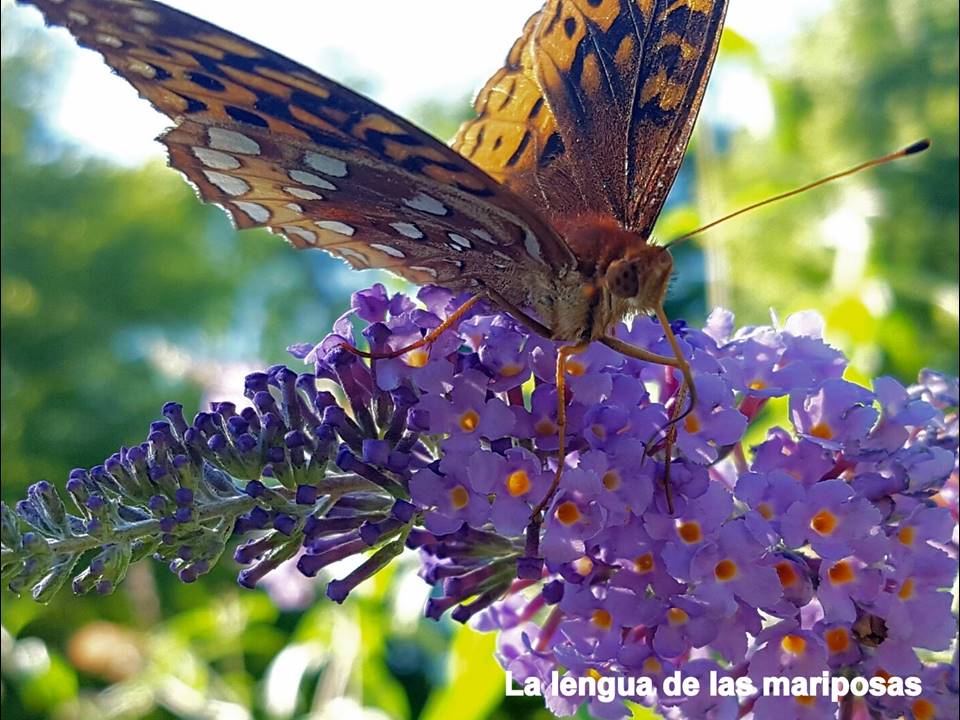 Foto Ciencia 2017 Lengua De Mariposa